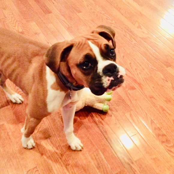 Meet your Posher, Fawn - Picture 1 of 1